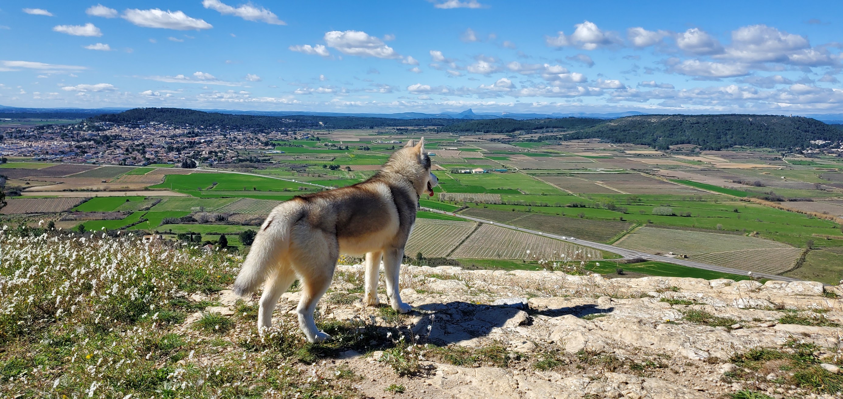 Service de promenade de chien avec Lien KaNin : le chien Natsu profite d'une balade et d'une vue panoramique dans la nature du Gard près d'Uchaud